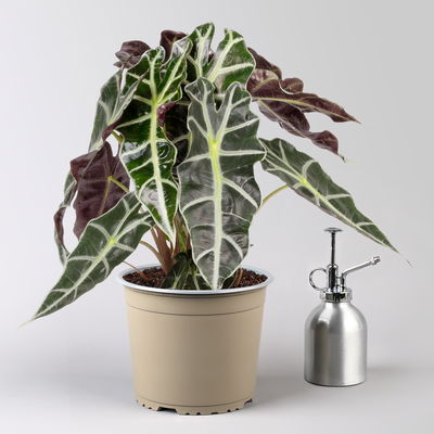 Alocasia 'Polly', in Keramiktopf Dallas, Topf-Ø 17 cm, Höhe ca. 45 cm