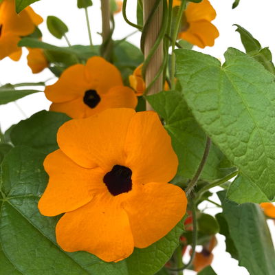 Schwarzäugige Susanne orange, Pyramide, Topf-Ø 17 cm, Höhe ca. 60 cm