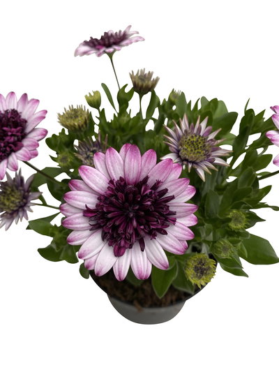 Osteospermum rosa/lila gefüllt, Topf-Ø 12 cm, 6 Stück Osteospermum rosa/lila gefüllt, Topf-Ø 12 cm, 6 Stück