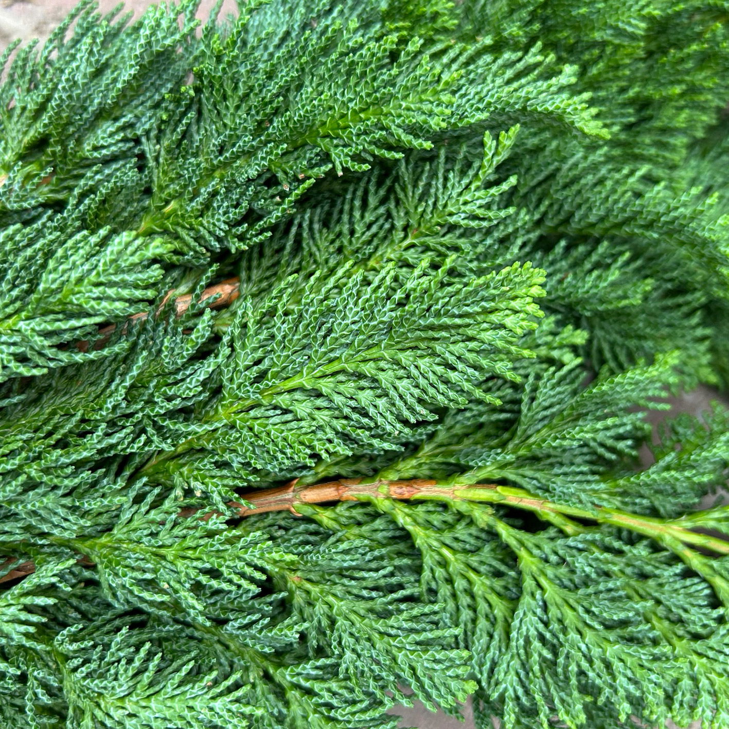 Scheinzypresse 'Wisselii' im Handbund, 3 Bund Scheinzypresse 'Wisselii' im Handbund, 3 Bund