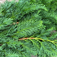 Scheinzypresse 'Wisselii' im Handbund, 3 Bund Scheinzypresse 'Wisselii' im Handbund, 3 Bund