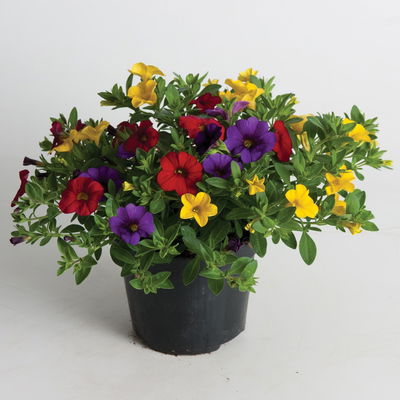 Zauberglöckchen 'MixMasters® Tropicana', blau-gelb-rot, Topf-Ø 12 cm, 6 Pflanzen