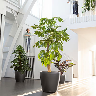 Lechuza 'Classico 60', anthrazit, ca. Ø 60 x H 55,5 cm