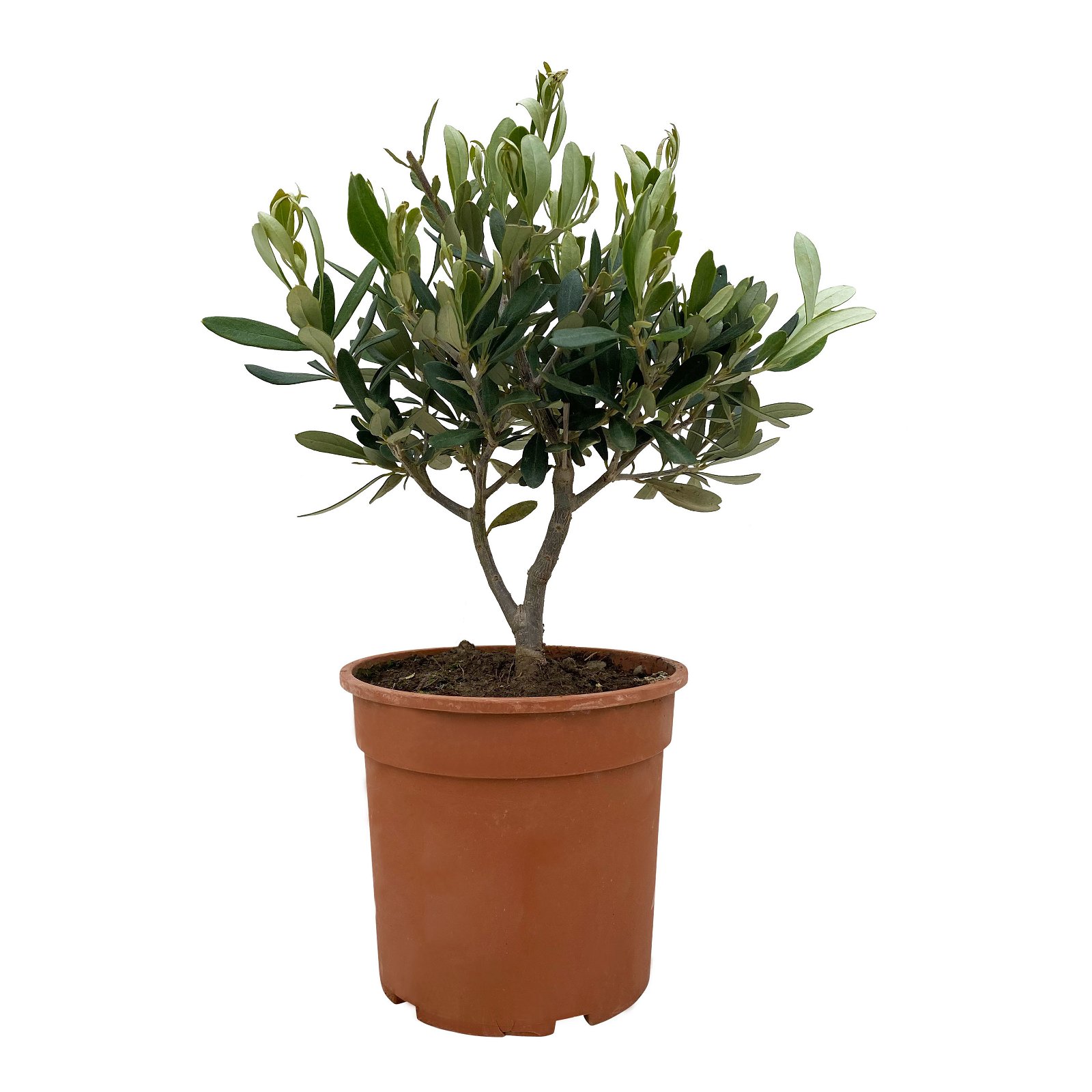 Olivenbaum, Busch, Topf-Ø 15 cm, Höhe ca. 30 cm