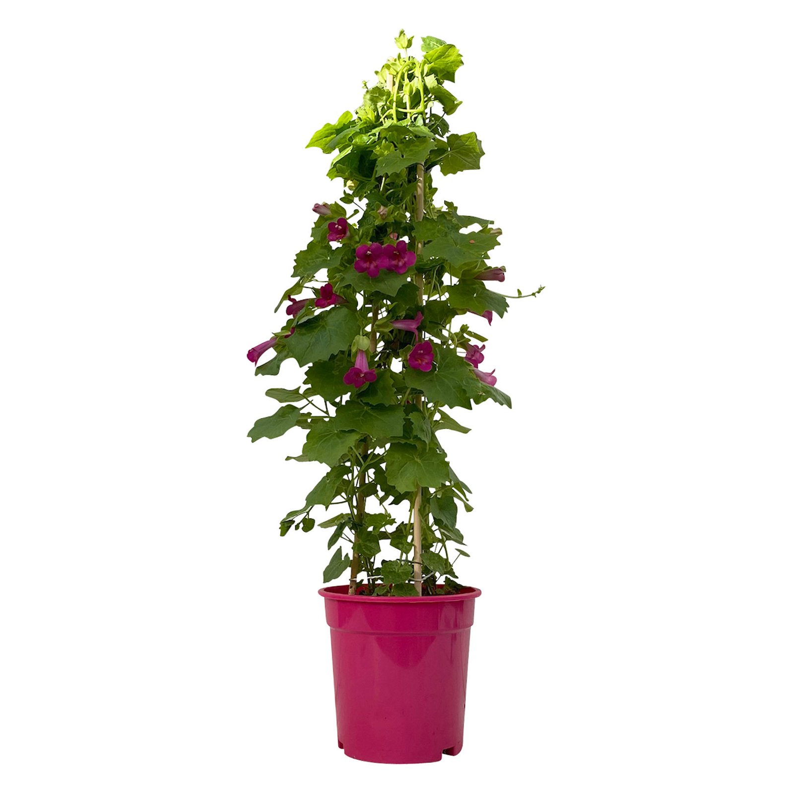 Lophospermum Lofos® rosa, Pyramide, Topf-Ø 17 cm