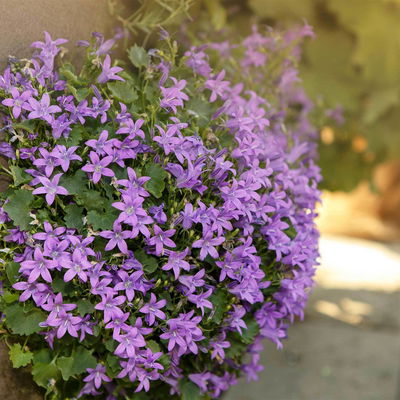 Bio Campanula portenschlagiana blau, Topf 11x11 cm, 3 Pflanzen Bio Campanula portenschlagiana blau, Topf 11x11 cm, 3 Pflanzen
