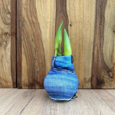 Amaryllis in Wachs, Dekor 'Pullover Streetlife', Farbe zufällig, Blüte rot