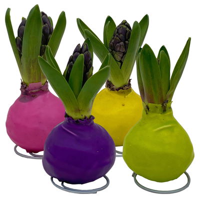 Hyazinthe in Wachs, Farben zufällig, Frühlingsfarben, 4 Stück Hyazinthe in Wachs, Farben zufällig, Frühlingsfarben, 4 Stück