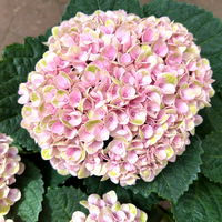 Hortensie 'Magical Revolution®' rosa, Topf-Ø 14 cm, H: 40 cm