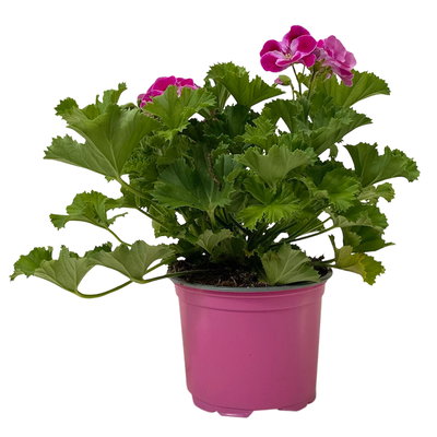 Geranie 'Pinkerbell®' pink/weiß, stehend, Topf-Ø 13 cm, 6er-Set