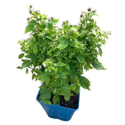 Zwerghimbeere Lowberry® Baby Dwarf®, 5 l Topf Zwerghimbeere Lowberry® Baby Dwarf®, 5 l Topf