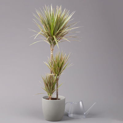 Gerandeter Drachenbaum 'Bicolor', Topf-Ø 21 cm, Höhe ca. 110 cm