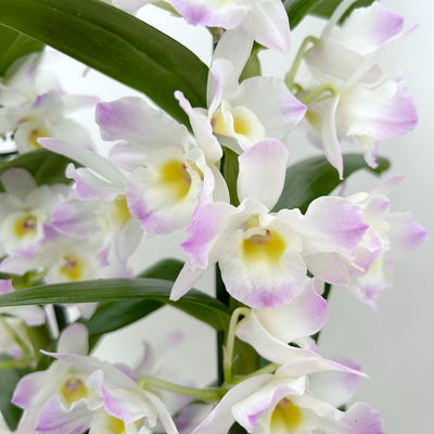 Dendrobium, lila, Topf-Ø 12 cm, Höhe ca. 50-60 cm