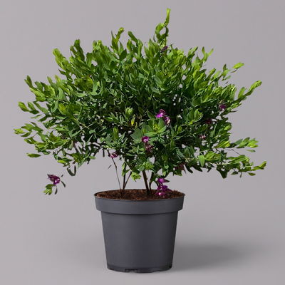 Kreuzblume, rosa-violett, Höhe ca. 45 cm, Topf-Ø 20 cm