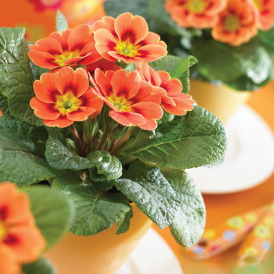 Primel, orange-rot, Topf-Ø 11 cm, 8 Pflanzen Primel, orange-rot, Topf-Ø 11 cm, 8 Pflanzen