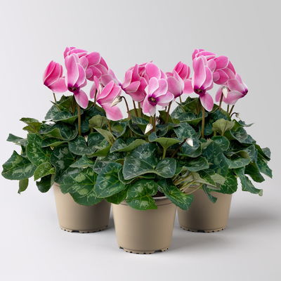 Alpenveilchen 'Meine Beste', pink, Topf-Ø 13 cm, 3 Pflanzen