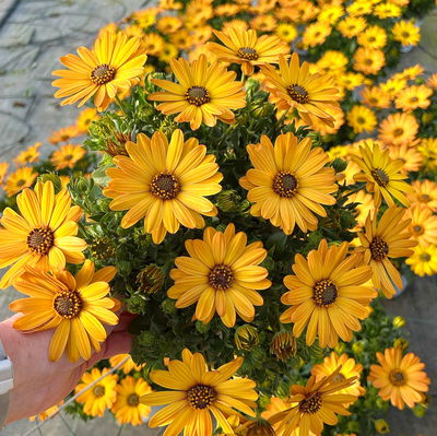 Kapkörbchen, Farbe zufällig, Topf-Ø 14 cm, 4 Pflanzen Kapkörbchen, Farbe zufällig, Topf-Ø 14 cm, 4 Pflanzen