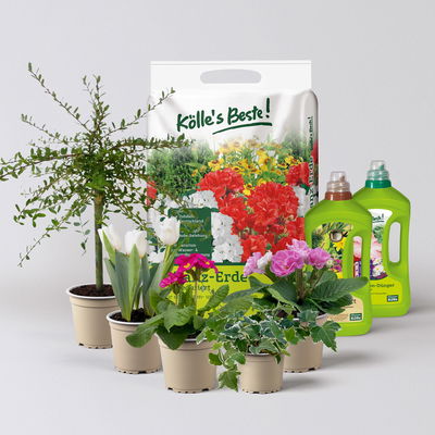 Pflanzenkreation Frühlingserwachen, 5 Pflanzen inkl. Erde und Dünger Pflanzenkreation Frühlingserwachen, 5 Pflanzen inkl. Erde und Dünger