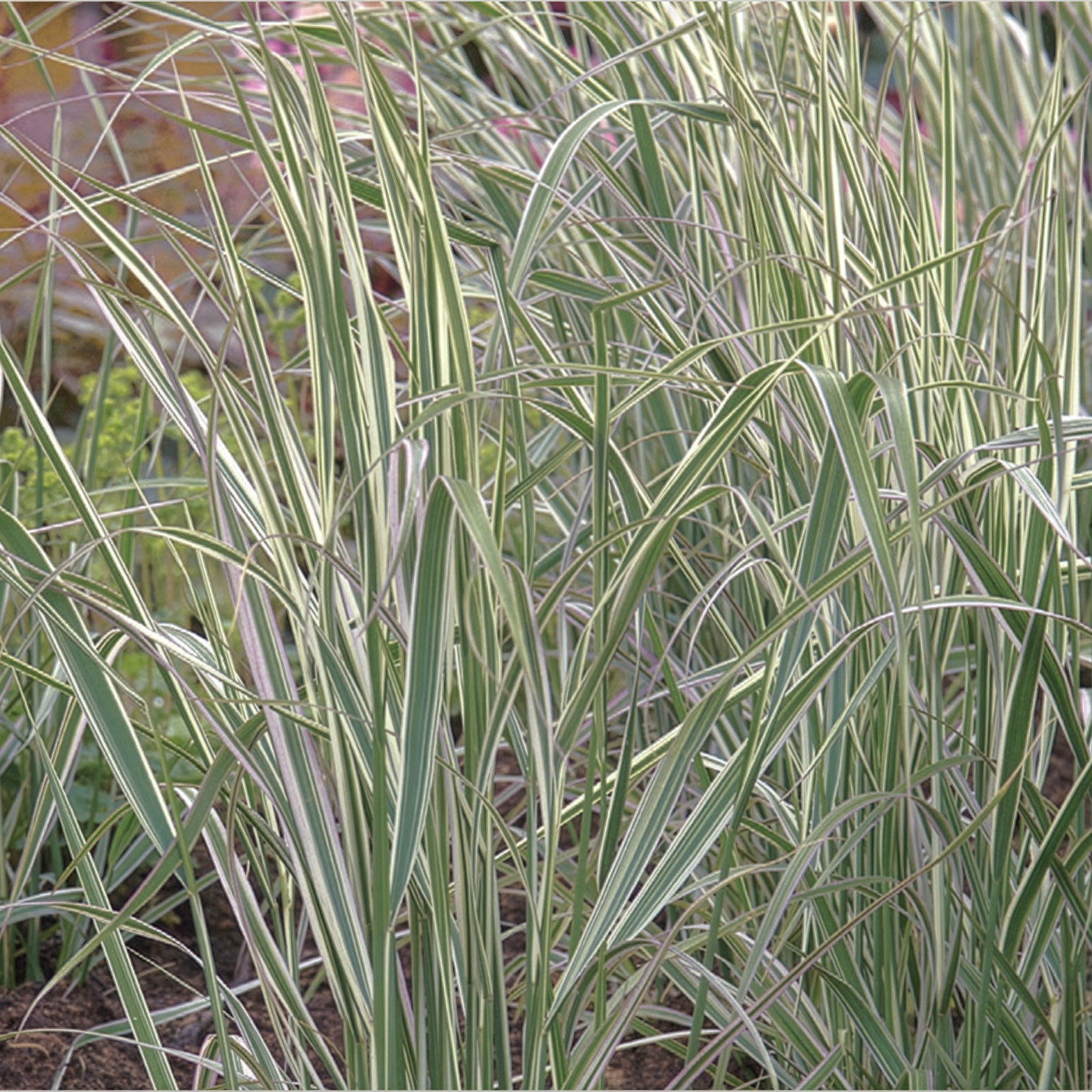Bio Reitgras 'Overdam' weißbunt, Topf 3 Liter