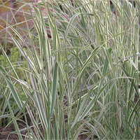 Bio Reitgras 'Overdam' weißbunt, Topf 3 Liter
