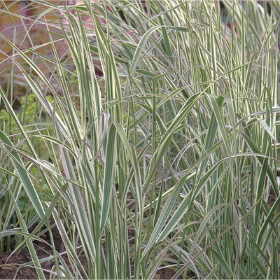 Bio Reitgras 'Overdam' weißbunt, Topf 3 Liter