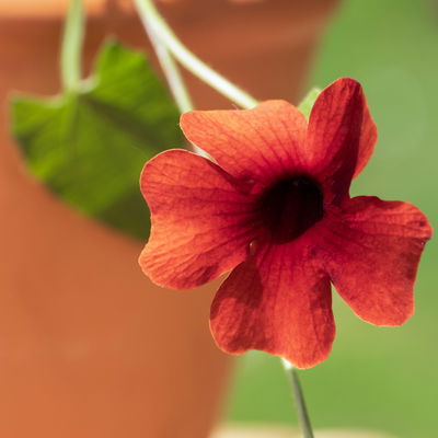 Schwarzäugige Susanne, Farben zufällig, Topf-Ø 13 cm, 3 Pflanzen