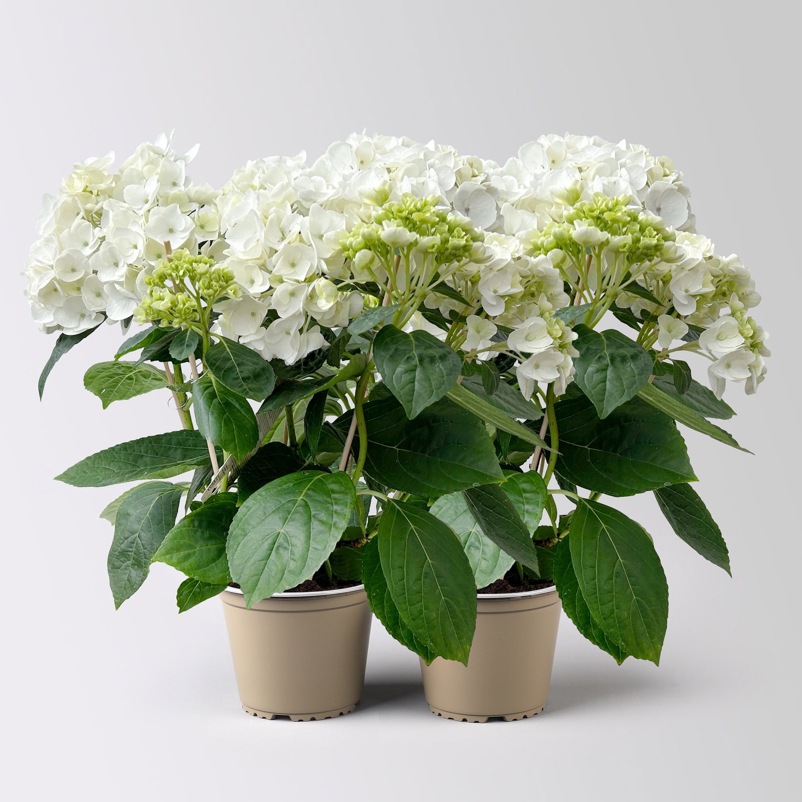 Hortensie Hovaria® 'Holibel', weiß, Topf-Ø 14 cm, 2 Pflanzen Hortensie Hovaria® 'Holibel', weiß, Topf-Ø 14 cm, 2 Pflanzen