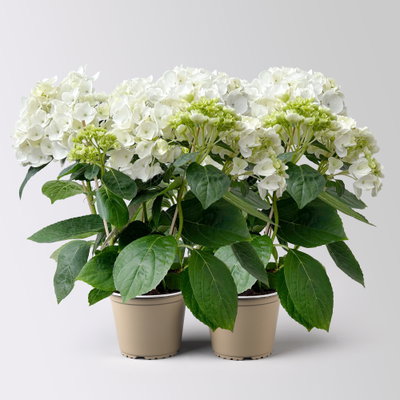 Hortensie Hovaria® 'Holibel', weiß, Topf-Ø 14 cm, 2 Pflanzen Hortensie Hovaria® 'Holibel', weiß, Topf-Ø 14 cm, 2 Pflanzen