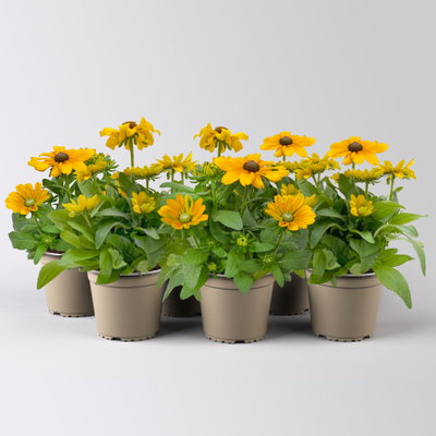 Sonnenhut 'Toto®', Topf-Ø 13, 6 Pflanzen Sonnenhut 'Toto®', Topf-Ø 13, 6 Pflanzen