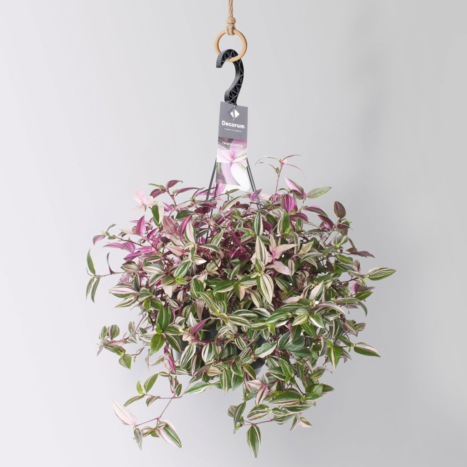 Grünpflanzen-Set Ampel-WG, Hängeampel-Ø 18 cm, 2 Pflanzen