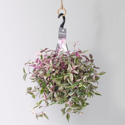 Grünpflanzen-Set Ampel-WG, Hängeampel-Ø 18 cm, 2 Pflanzen