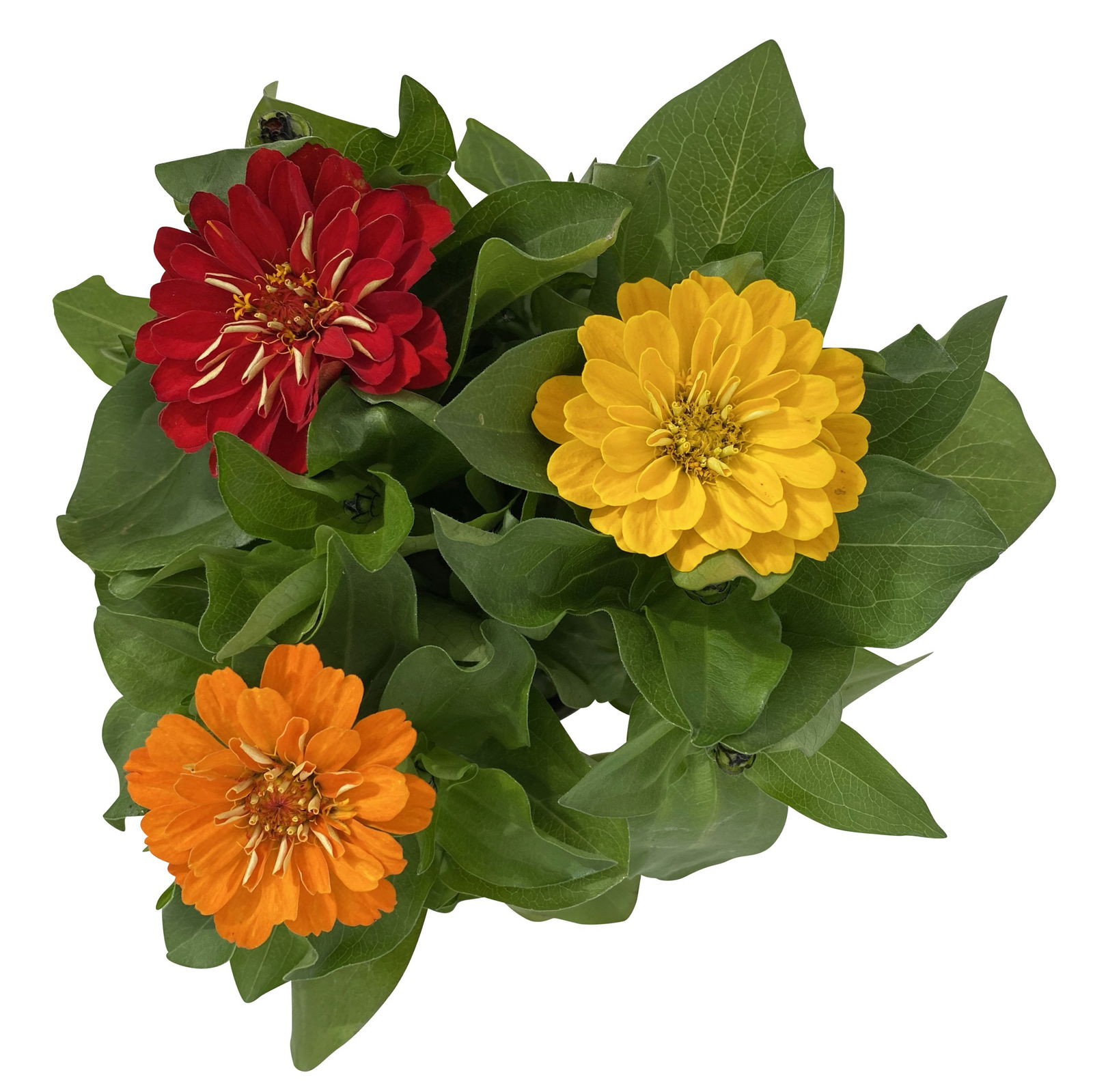 Zinnie 'Trio' bunt, Mix nach Verfügbarkeit, Topf-Ø 12 cm, 6er-Set
