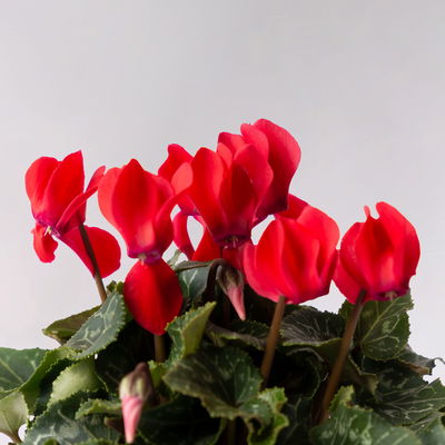 Alpenveilchen Mix, Farbe zufällig, Topf-Ø 10,5 cm, Höhe ca. 23 cm, 8 Pflanzen Alpenveilchen Mix, Farbe zufällig, Topf-Ø 10,5 cm, Höhe ca. 23 cm, 8 Pflanzen