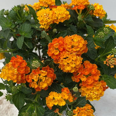 Wandelröschen, orange, Topf-Ø 12 cm, 6 Pflanzen