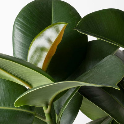 Gummibaum 'Makana', Topf-Ø 27 cm, Höhe ca. 120 cm, inkl. Bewässerungssystem