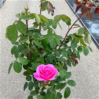Stammrose 'Gertrude Jekyll' (Ausbord), Englische Rose, Stamm 60cm 7,5 lt. Topf