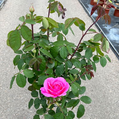 Stammrose 'Gertrude Jekyll' (Ausbord), Englische Rose, Stamm 60cm 7,5 lt. Topf Stammrose 'Gertrude Jekyll' (Ausbord), Englische Rose, Stamm 60cm 7,5 lt. Topf
