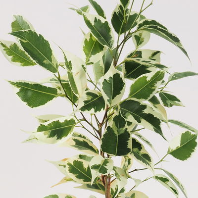 Grünpflanzenset für Grüne Wand, bunter Mix, Topf-Ø 8,5 cm, 12 Pflanzen