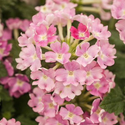 Pflanzenkreation 'Duft', 12 Pflanzen inkl. Erde und Dünger