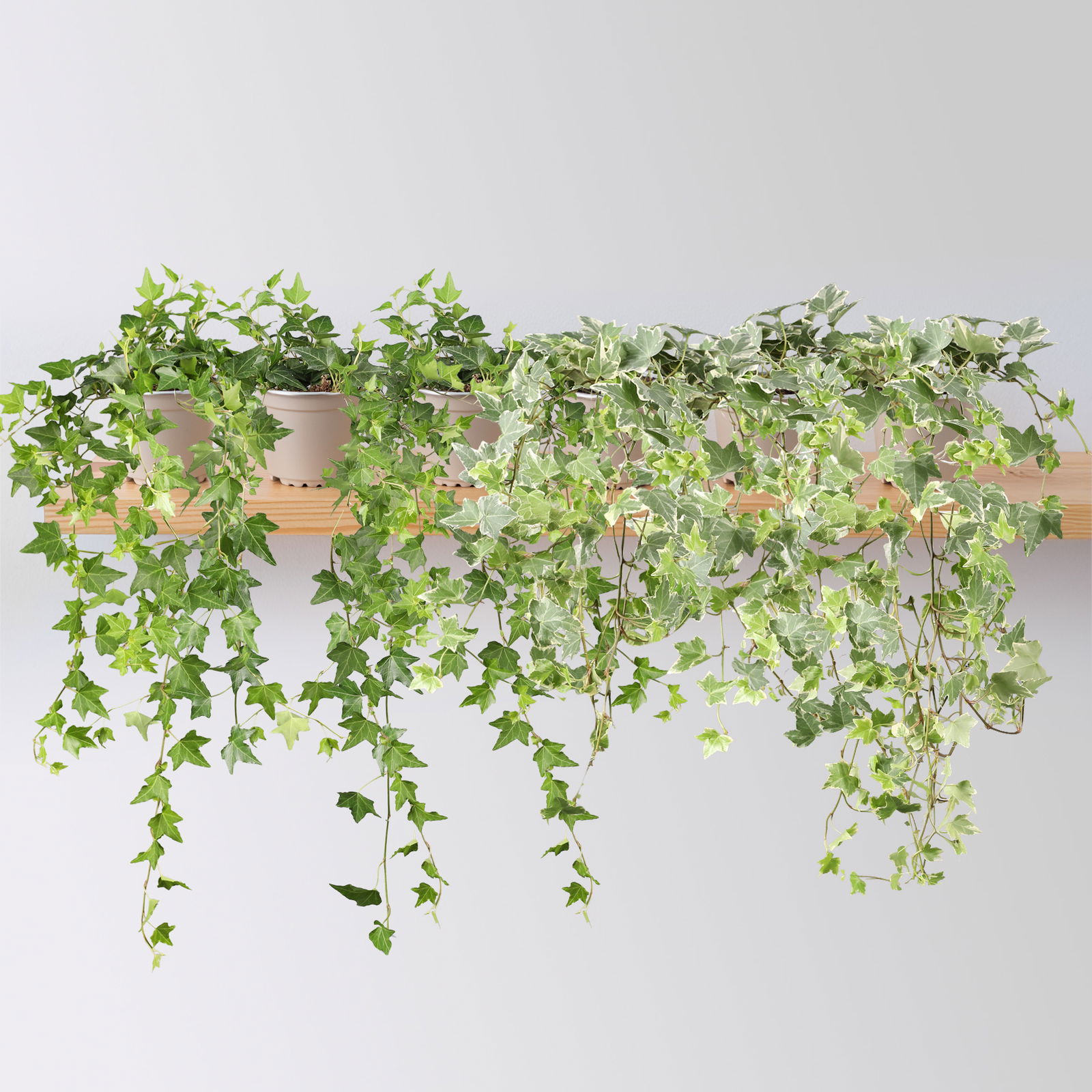 Efeu Mix, grün-weißbunt, Topf-Ø 12/13 cm, 6 Pflanzen Efeu Mix, grün-weißbunt, Topf-Ø 12/13 cm, 6 Pflanzen