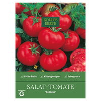 Kölles Beste Saatgut Buschtomate 'Betalux', rot