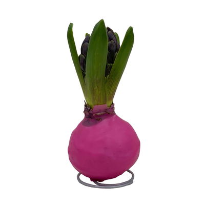 Hyazinthe in Wachs, Farben zufällig, Frühlingsfarben, 4 Stück Hyazinthe in Wachs, Farben zufällig, Frühlingsfarben, 4 Stück