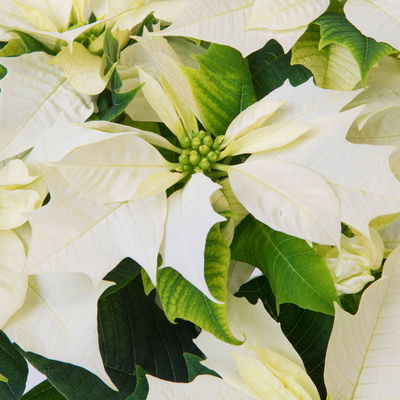 Bio Weihnachtsstern, weiß, Topf-Ø 12 cm, 3 Pflanzen