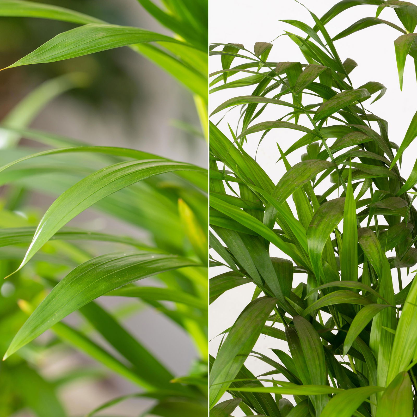 Grünpflanzen-Set Palmen-Duo, Topf-Ø 17 cm, 2 Pflanzen