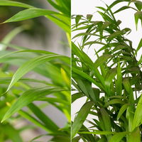 Grünpflanzen-Set Palmen-Duo, Topf-Ø 17 cm, 2 Pflanzen