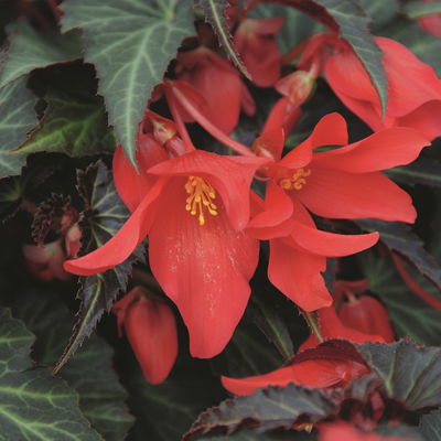 Begonie 'SUMMERWINGS™ Dark Elegance' rot, Topf-Ø 13 cm, 6er-Set Begonie 'SUMMERWINGS™ Dark Elegance' rot, Topf-Ø 13 cm, 6er-Set