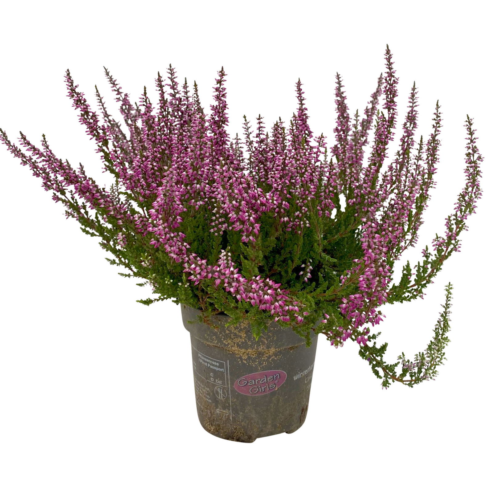 Knospenheide, rosa, Topf-Ø 10,5/11 cm, 8 Pflanzen