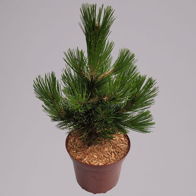 Zwerg Schlangenhautkiefer 'Little Dracula', Höhe 30-40 cm, Topf 4 Liter, 2er-Set Zwerg Schlangenhautkiefer 'Little Dracula', Höhe 30-40 cm, Topf 4 Liter, 2er-Set