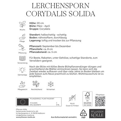 Kölles Beste Lerchensporn, Corydalis solida, 5 Knollen Kölles Beste Lerchensporn, Corydalis solida, 5 Knollen