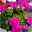 Geranie Survivor Idols® 'Indigo Sky' pink, stehend, Topf-Ø 13 cm, 6er-Set